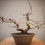Miniaturbild: Acero Palmato "Deshojo" shohin