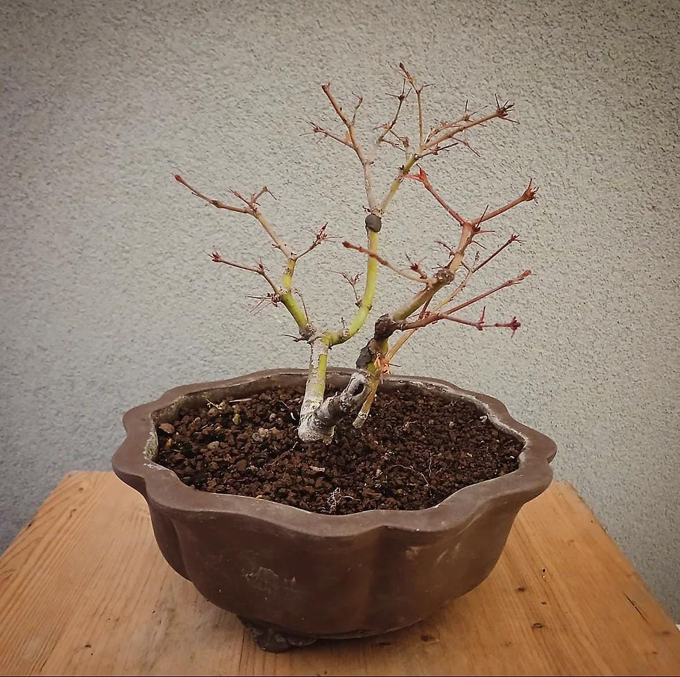 Miniatura: Acero Palmato "Yamamomiji" shohin