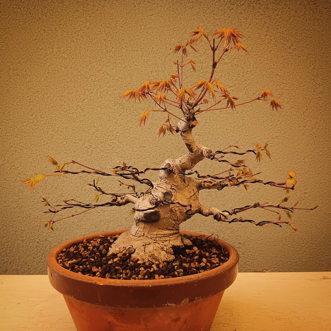 Acero Palmato "Yamamomiji"