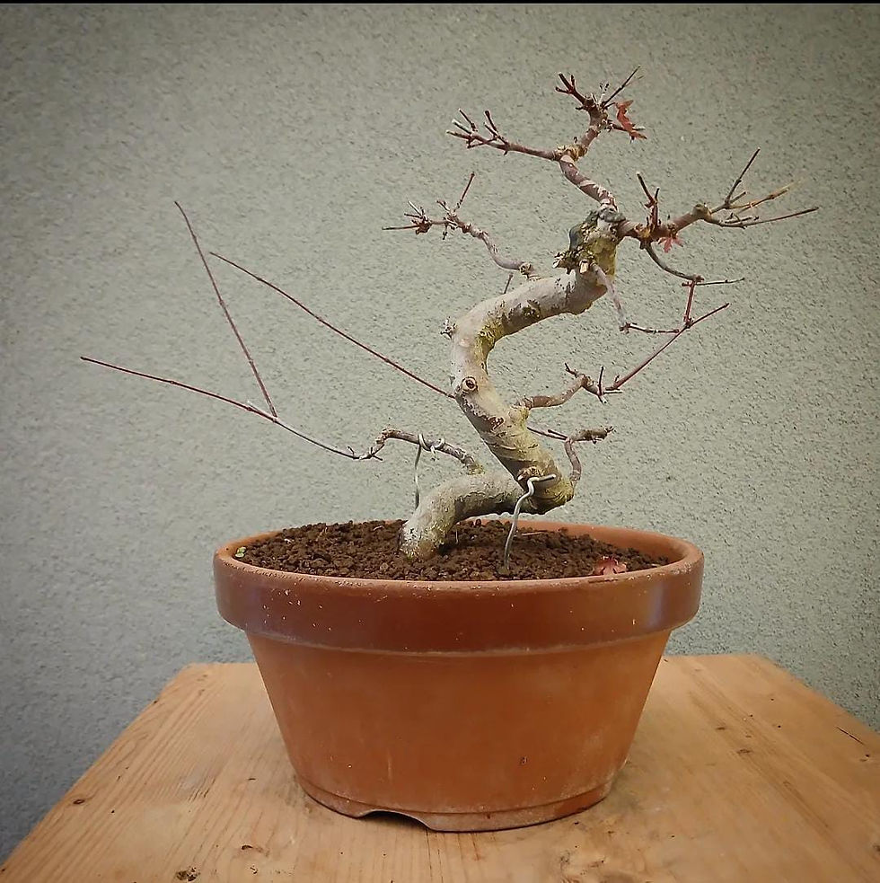 Miniaturbild: Acero Palmato "Deshojo" shohin