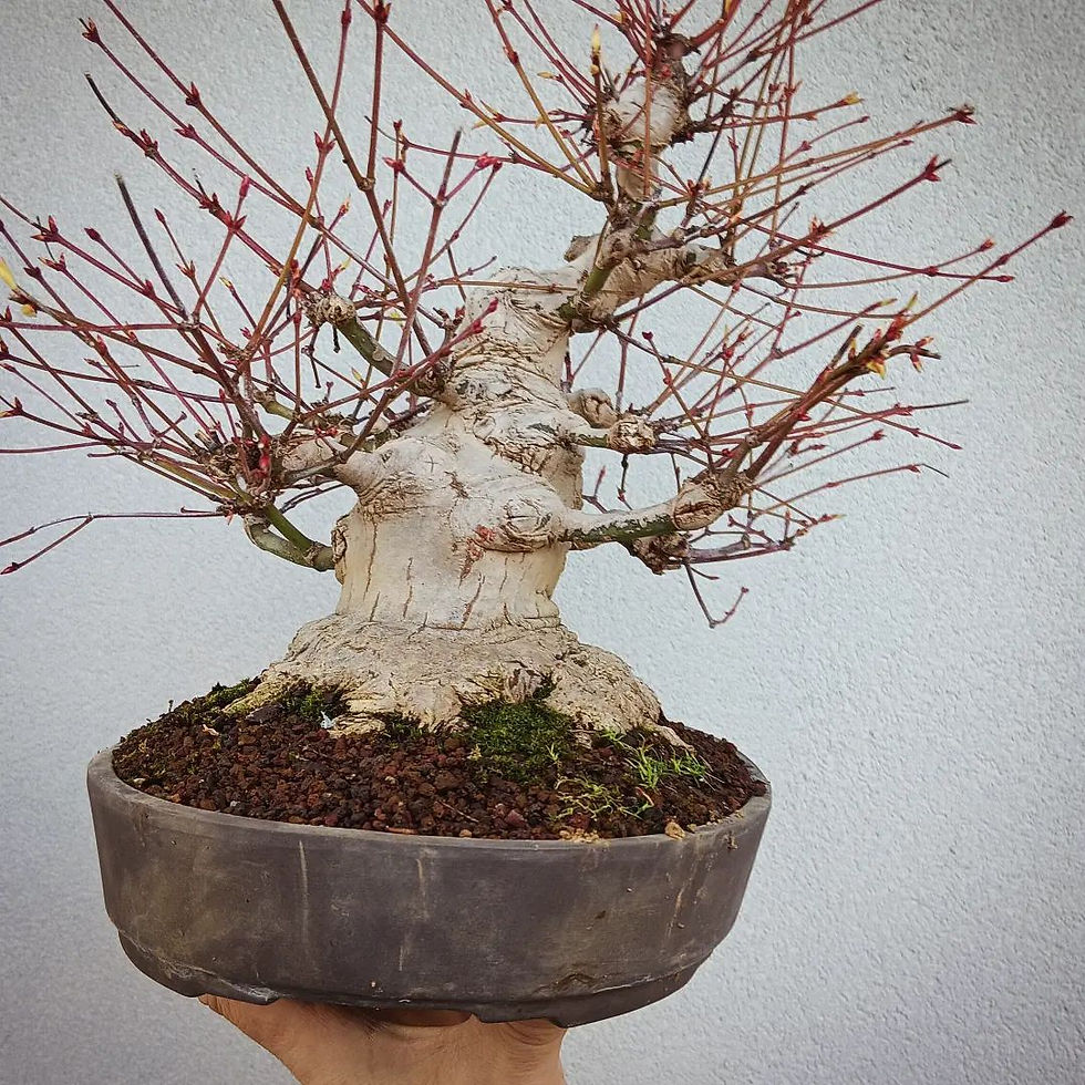 Miniatura: Acero Palmato "Yamamomiji"