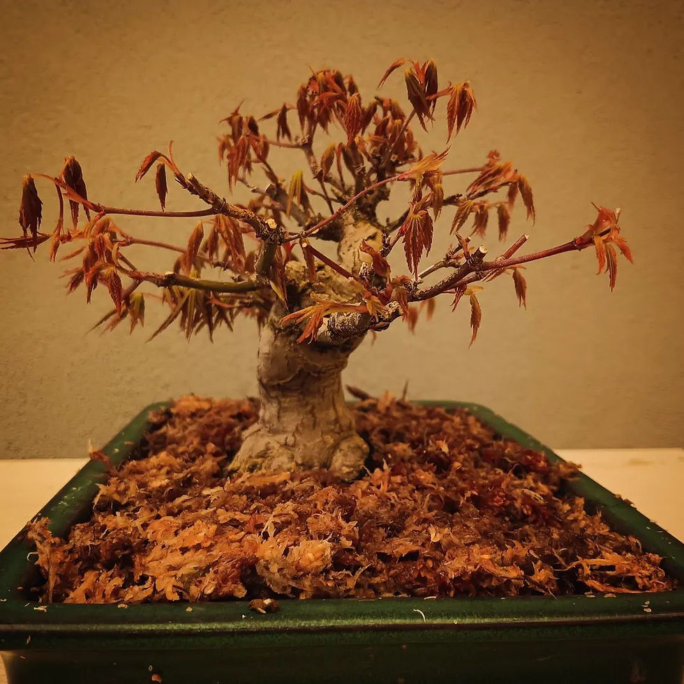 Miniatura: Acero Palmato "Yamamomiji" shohin