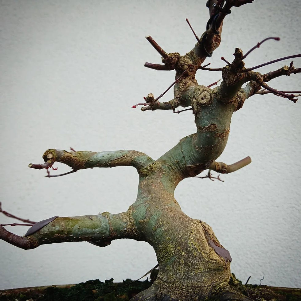 Miniaturbild: Acero Palmato "Deshojo" shohin