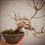Miniature : Acero Tridente "Buergerianum" shohin