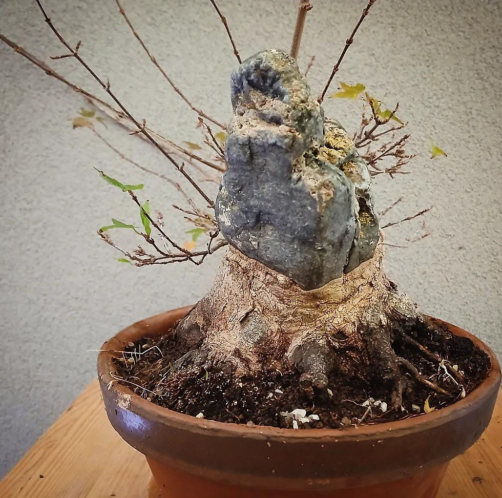 Miniatura: Acero Tridente "Buergerianum" shohin
