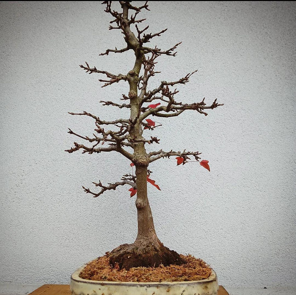 Miniatura: Acero Tridente "Buergerianum"