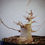 Miniature : Acero Tridente "Buergerianum" shohin