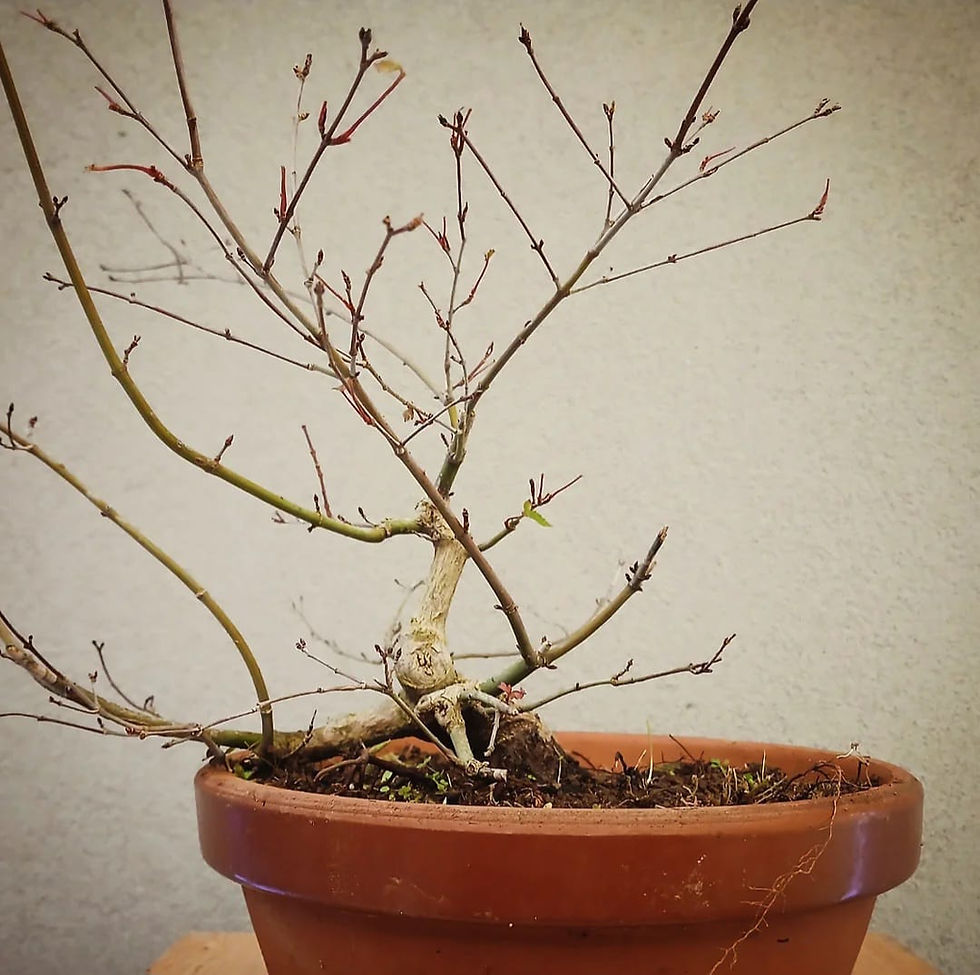Miniatura: Acero Palmato "Deshojo" shohin