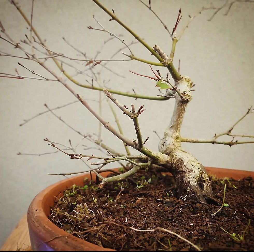 Miniatura: Acero Palmato "Deshojo" shohin