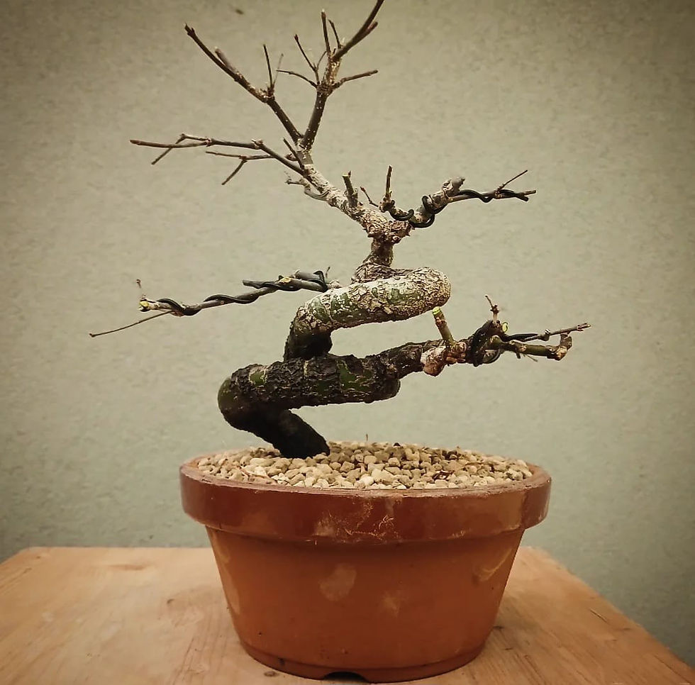 Miniatura: Acero Palmato "Arakawa" shohin