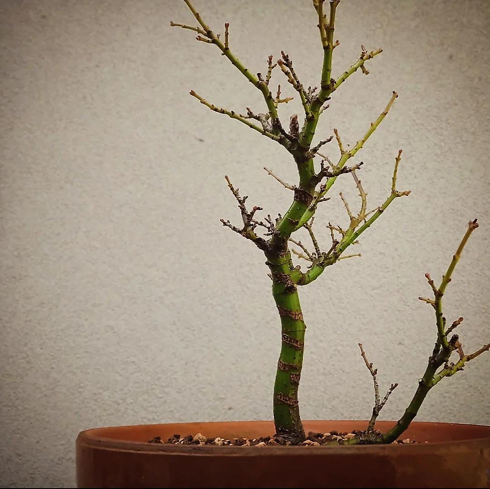 Miniaturbild: Acero Palmato "Shishigashira"