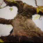 Thumbnail: Palmate Maple "Arakawa" shohin
