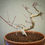 Miniaturbild: Acero Palmato "Deshojo" shohin