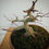 Miniatura: Shohin de arce palmado "Deshojo"