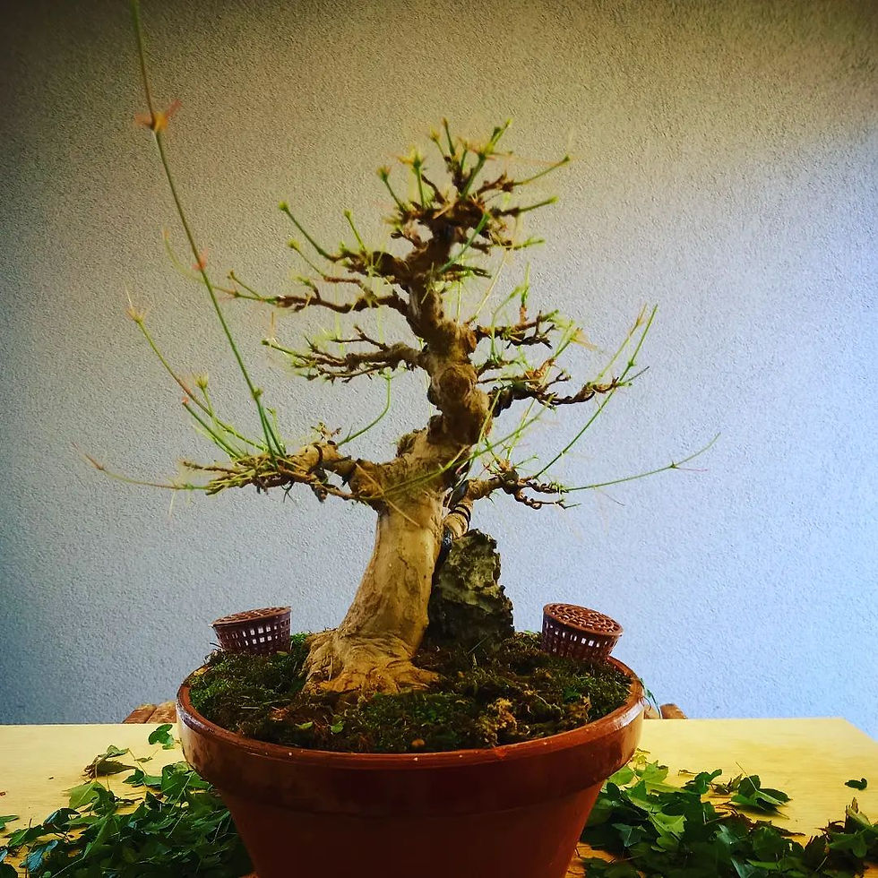 Miniatura: Acero Tridente "Buergerianum" 