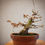 Miniatura: Acero Palmato "Yamamomiji"