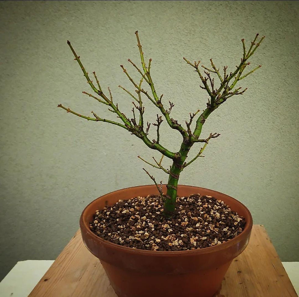 Thumbnail: Acero Palmato "Shishigashira"
