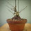 Miniatura: Acero Tridente "Buergerianum" shohin