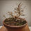 Thumbnail: Acero Tridente "Buergerianum" shohin