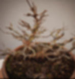 Miniaturbild: Acero Tridente "Buergerianum" shohin