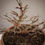 Thumbnail: Acero Tridente "Buergerianum" shohin