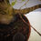 Thumbnail: Palmate Maple "Arakawa" shohin