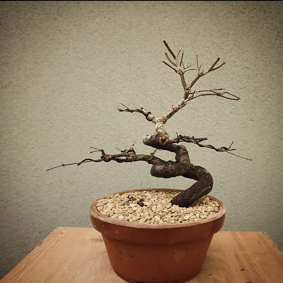 Thumbnail: Acero Palmato "Arakawa" shohin
