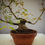 Thumbnail: Palmate Maple "Arakawa" shohin