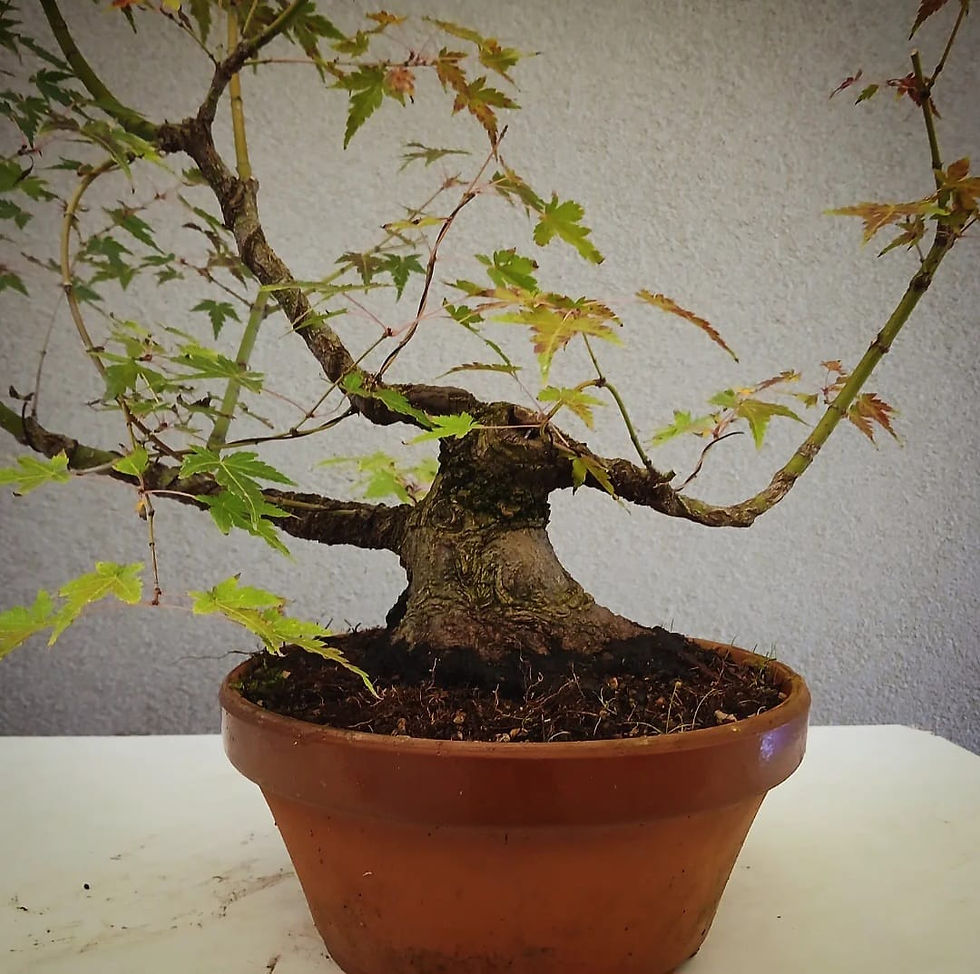 Miniaturbild: Acero Palmato "Arakawa" shohin