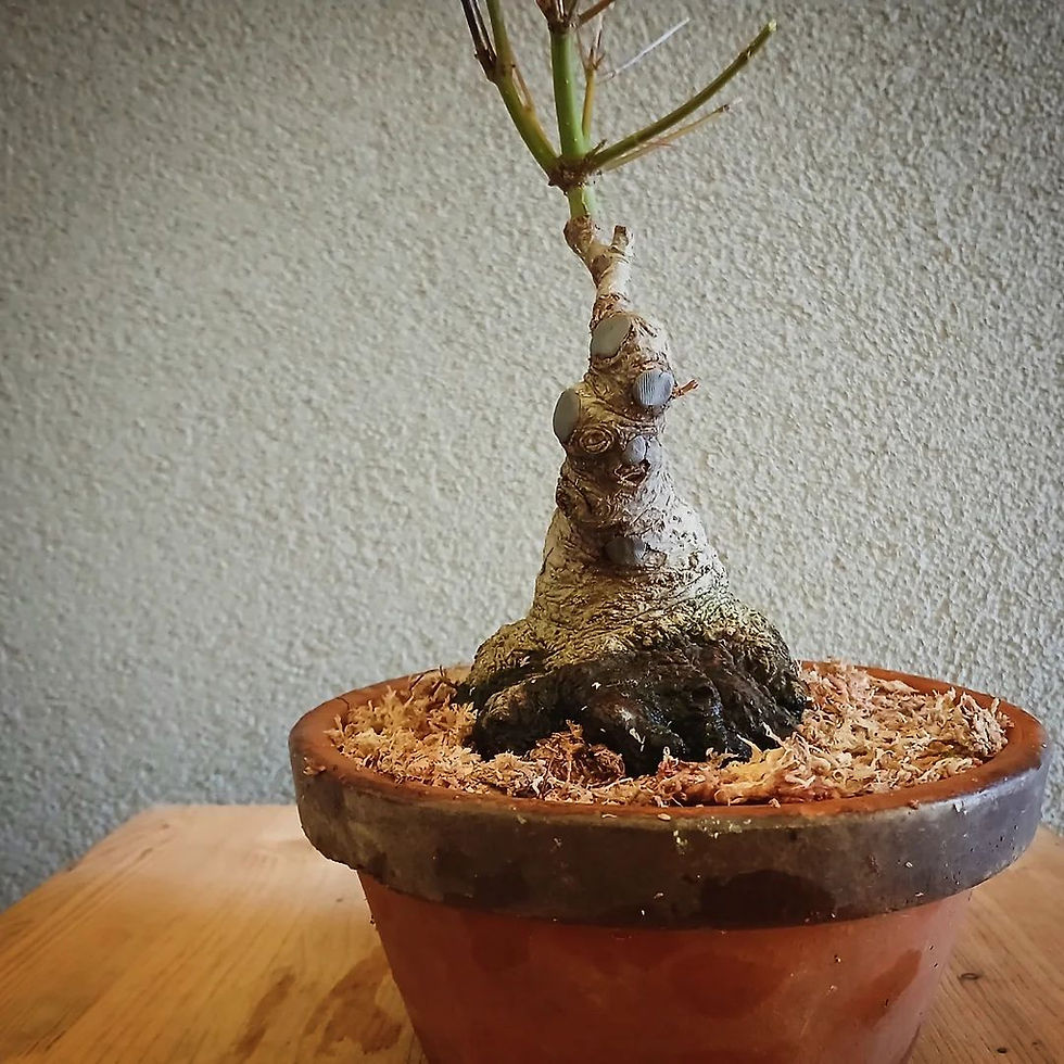 Thumbnail: Palmate Maple "Yamamomiji" shohin