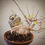 Miniature : Acero Tridente "Buergerianum" shohin