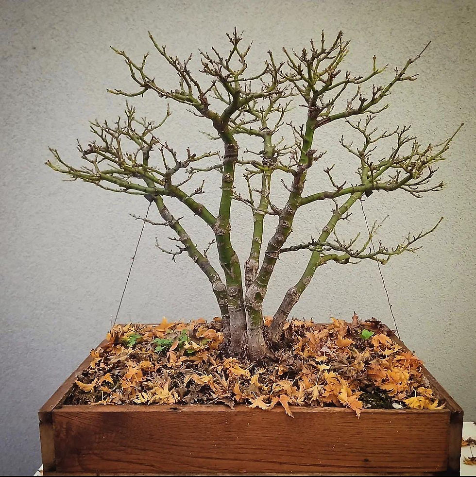 Miniatura: Arce Palmado "Shishigashira"