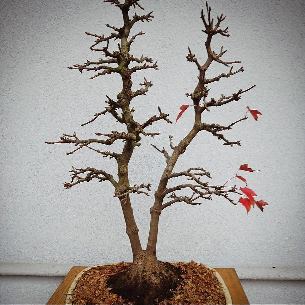 Miniatura: Acero Tridente "Buergerianum"