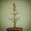 Miniature : Acero Tridente  "Buergerianum"