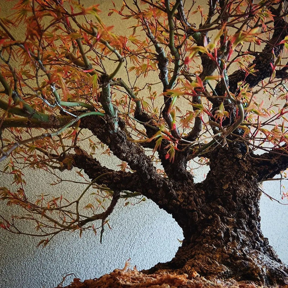 Thumbnail: Arakawa Maple