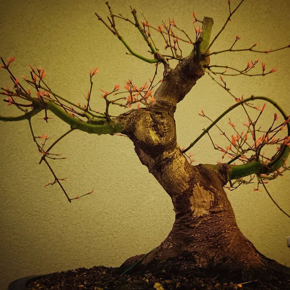 Miniatura: Arce Palmado "Benicidori"