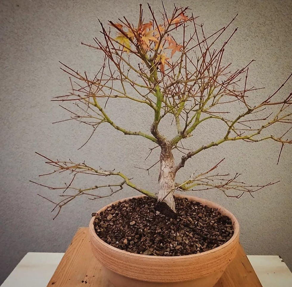 Miniatura: Acero Palmato "Benichidori"