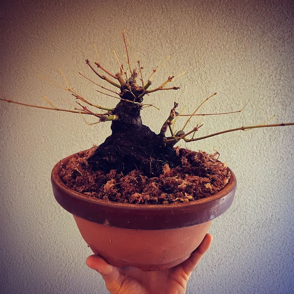 Miniatura: Acero Palmato "Yamamomiji" shohin