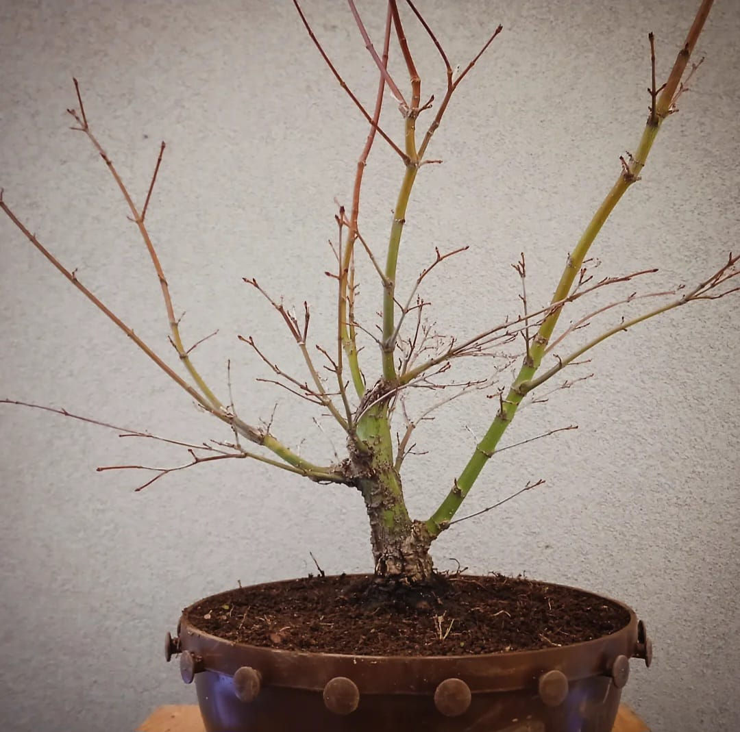 Acero Palmato "Arakawa" shohin