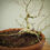 Miniaturbild: Acero Palmato "Deshojo" shohin