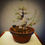 Miniatura: Acero Tridente "Buergerianum" shohin