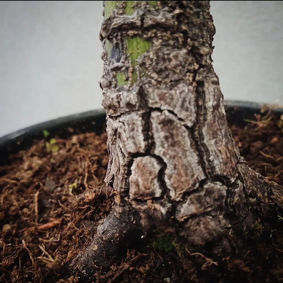 Miniatura: Acero Palmato "Arakawa" shohin