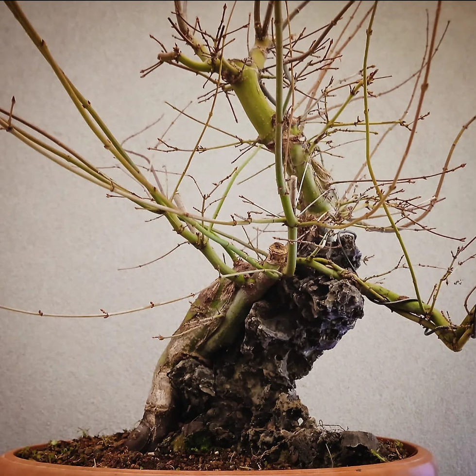 Miniatura: Acero Palmato "Yamamomiji"