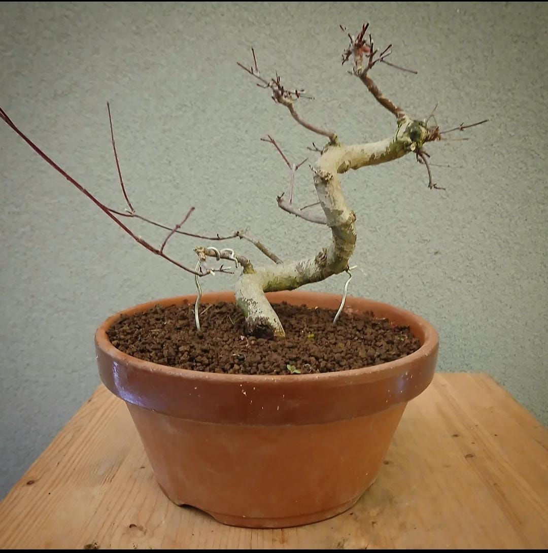 Acero Palmato "Deshojo" shohin