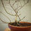 Miniaturbild: Acero Palmato "Deshojo" shohin