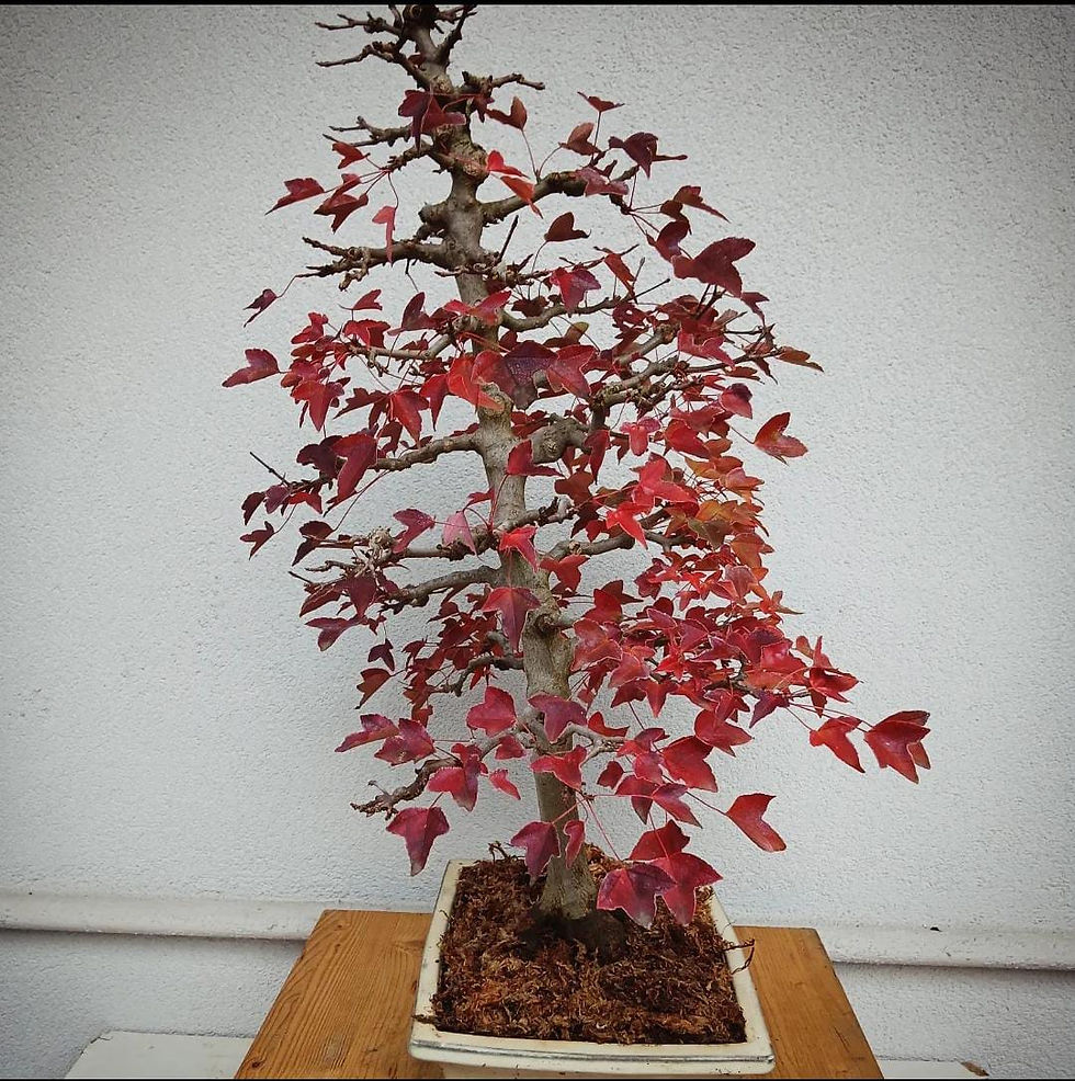 Miniatura: Arce "Buergerianum"