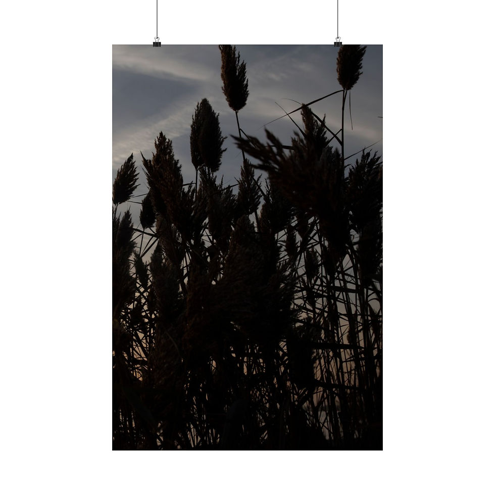 Thumbnail: Sunset Serenity: Beach Pampas Grass Print - Boho Home Decor - Vertical Poster