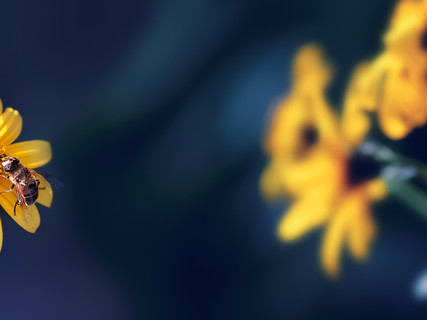 Bee Blues.jpeg