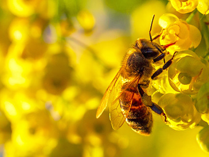 Bee Happy.jpeg