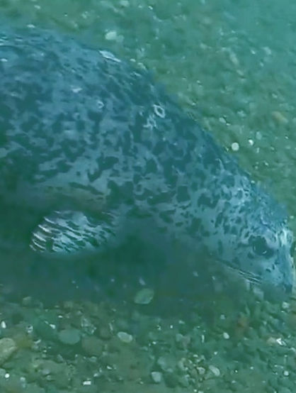 Screen%20Shot%202021-01-22%20at%204.12_e